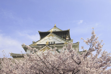 Fototapeta premium 大阪城の桜