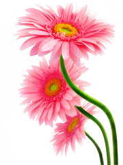 gerberas