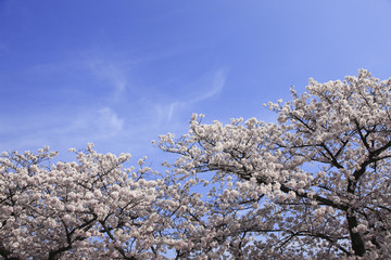 大阪城の桜