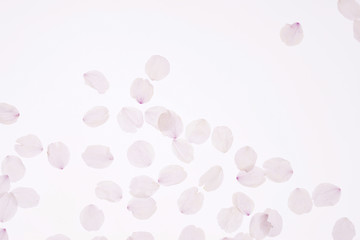桜の花弁