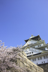 Naklejka premium 大阪城の桜