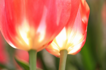 チューリップ
