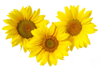 Obraz premium Yellow sunflower