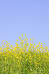 Naklejka premium 草原