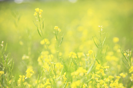菜の花畑 の画像 87 940 件の Stock 写真 ベクターおよびビデオ Adobe Stock