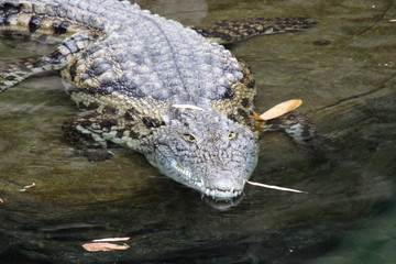 Nilkrokodil in Nahaufnahme