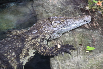 Nilkrokodil in Nahaufnahme