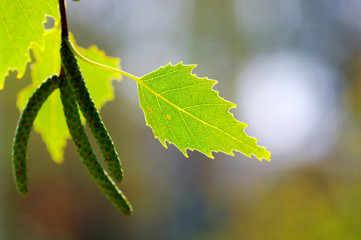 Background leaves green. Leaves of birch.