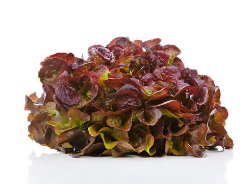 eichblattsalat