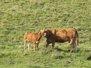 cow and calf in meadow