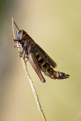 Grasshopper