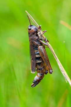 Dead Grasshopper close-up