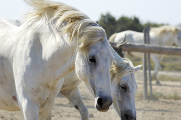 Fototapeta premium konie camargue