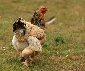 A female Sussex Bantam Chicken