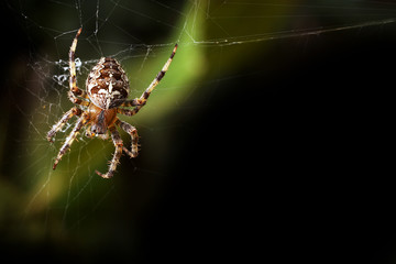 Garden orb spider background
