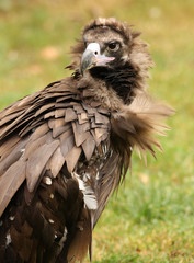 Portrait of a Cinereous Vulture