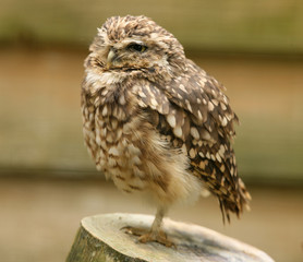 Little Owl perched on a tree stump