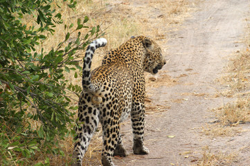 leopard 3