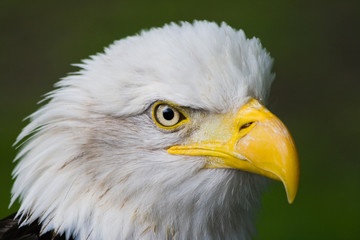Head of Bald eagle in side angle view