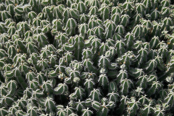 cactus infinitos