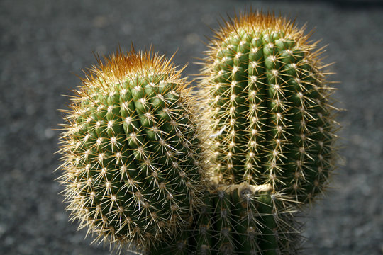 cactus doble
