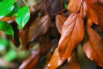 brown and green leaves - 17359821
