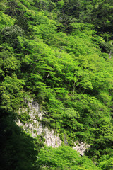 赤目四十八滝渓谷