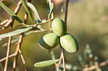 Ramo d'olivo