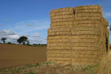 Hay stack
