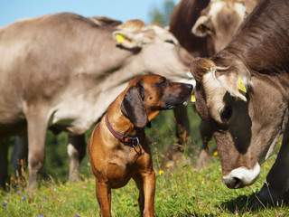 Kuh und Hund