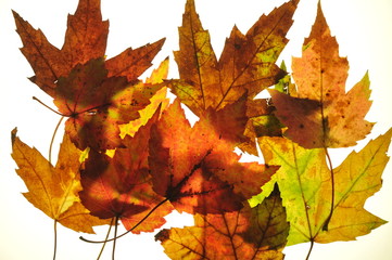 Fall leaves