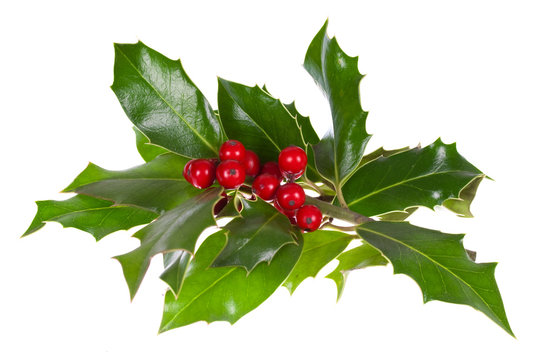 christmas decoration with holly leaves and berries,isolated on