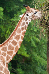 Giraffe eating leaves