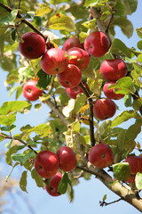 Apfelbaum