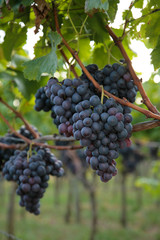 trauben