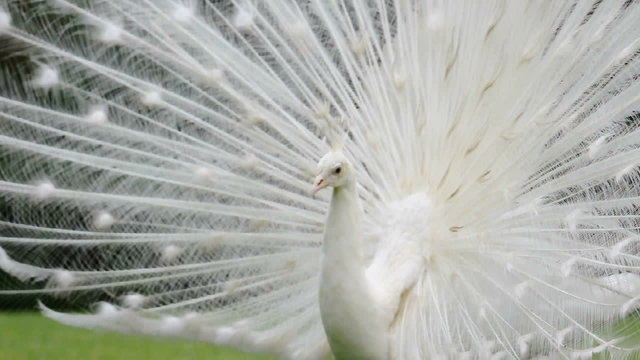 white peacock plumage