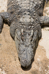 Crocodile