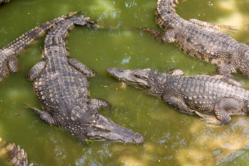 Crocodile