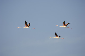 Flamingos