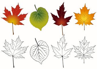 Set of autumn leaves.