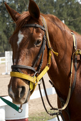 Obraz premium sorrel horse