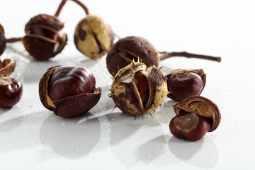 Herbst ,Kastanien auf weiss _Rosskastanien_