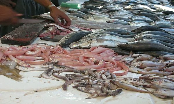 POPULAR MERCADO DEL PEZ EN ESSAOUIRA