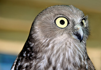 Barking Owl