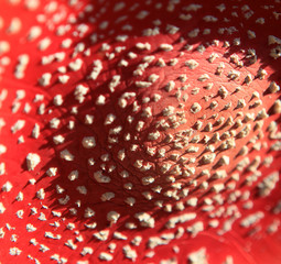 Pilzkappe - cap of a mushroom