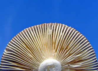 lower part of mushroom