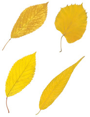yellow autumn leaf isolated on white