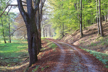 Waldweg