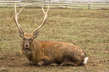 Dappled deer