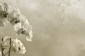 Floral rough background texture with orchids with place for text